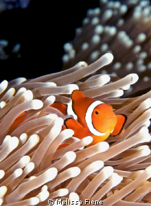 Anenomefish taken in the Coral Sea. Nikon D300 in sea & s... by Melissa Fiene 